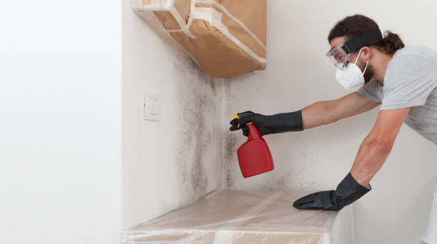 Professional Attic Mold Removal technician working in Bloomington, IL