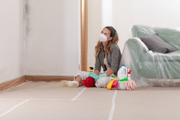 Reliable Basement Mold Removal contractor in Bloomington, IL by Cheap Mold Removal